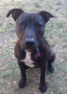 english staffy cross kelpie